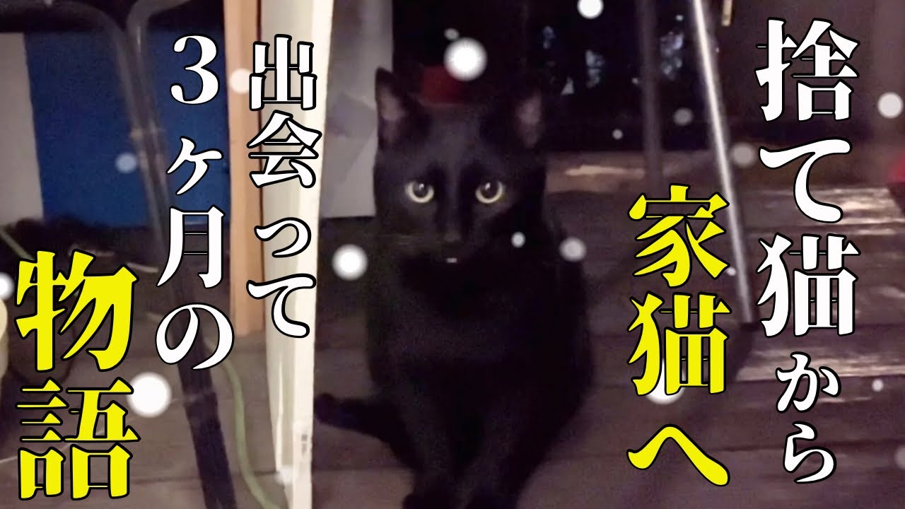 猫さん ねこのぶーちゃん コラボ ソックス – サンキューマート