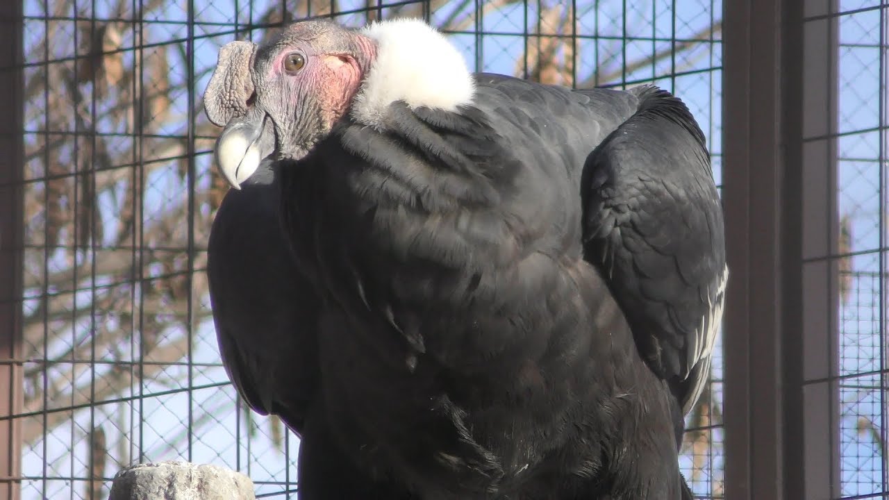 Andean condor (Iida City Zoo, Nagano, Japan) January 19, 2019