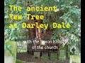 Darley dale derbyshire ancient yew tree and saxon history part 1 visits with amazing trees