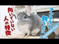 チンチラを飼うのに向いていない人の5つの特徴 #Shorts