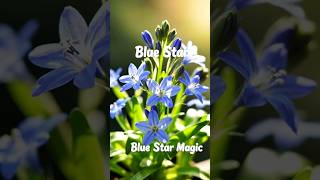 Blue Star Magic in a Bottle ✨