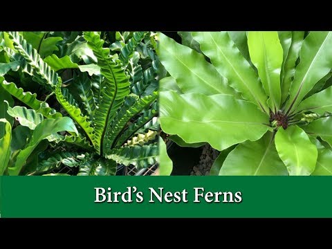 Bird&rsquo;s Nest Ferns - How to Take Care of and Grow and Asplenium Varieties