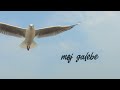 Oliver Dragojević - Galeb i ja (Official lyric video)