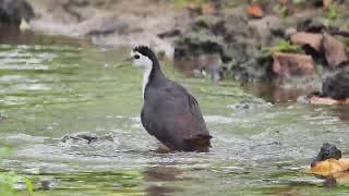 White-breasted Waterhen Bathing at Gardens by the Bay, Singapore | Water Behaviour screenshot 3