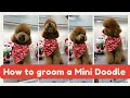 How to groom a mini golden doodle 