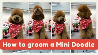 HOW TO GROOM A MINI GOLDEN DOODLE 😊