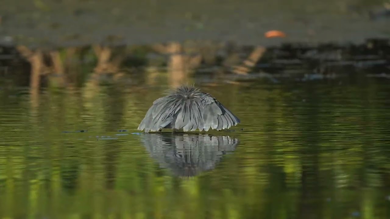 Black Egret [Umbrella bird] - Kotu Creek, Gambia - 2023