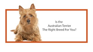 Everything you need to know about Australian Terrier puppies! (2019)