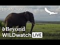 WILDwatch Live | 13 January, 2021 | Afternoon Safari | South Africa