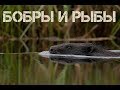 Бобры и рыбы. Без рыбы