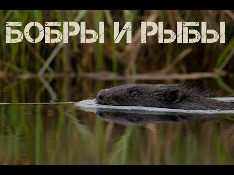 Видео: Едят ли бобры рыбу?