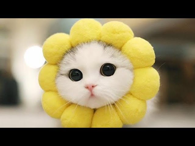 猫はかわいいの究極体 なぜ猫が可愛いのか 画像 動画を見て考えてみた Ivery アイベリー