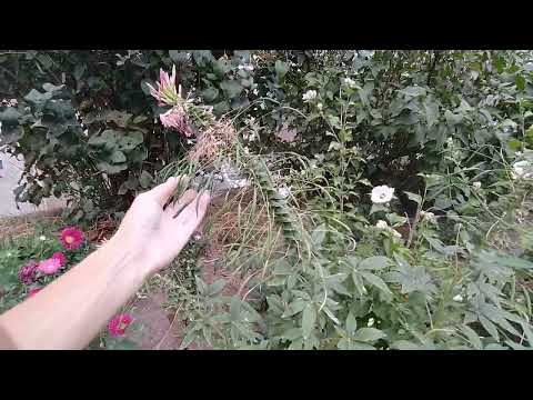 Видео: КЛЕОМА-цветок-паук. Для красивого цветения обязательно 