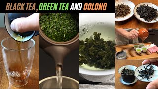 Green Tea vs Black Tea vs Oolong Tea  3 Different Tea Types Explained
