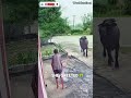 She Said Hello… The Buffalo ATTACKED! 😱#shorts #foryoupage