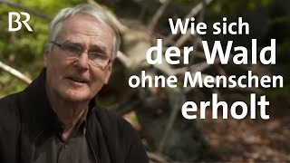 Vom Wirtschaftswald zum Urwald: 50 Jahre Nationalpark Bayerischer Wald | BR