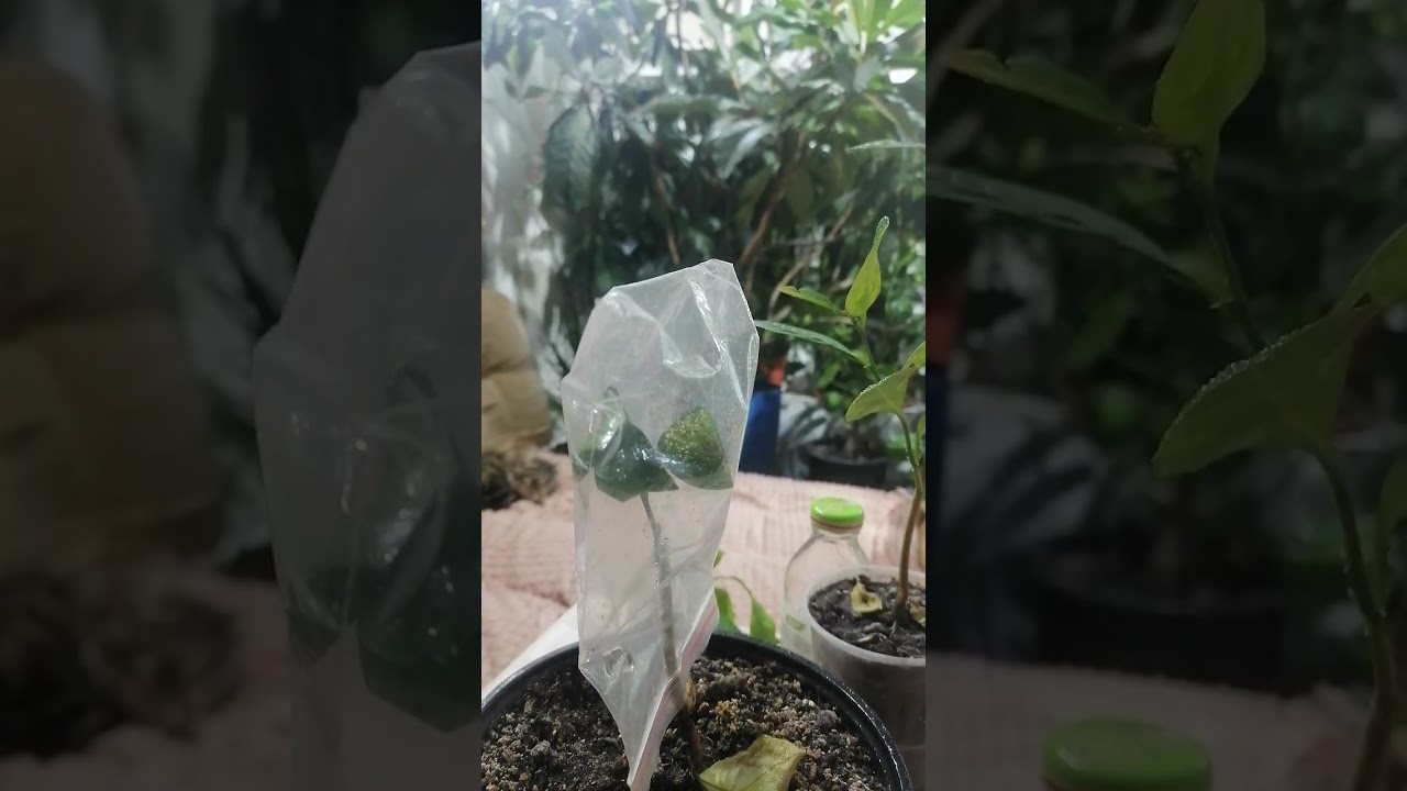 Веточки из овощного Кишу Микан(беби) 