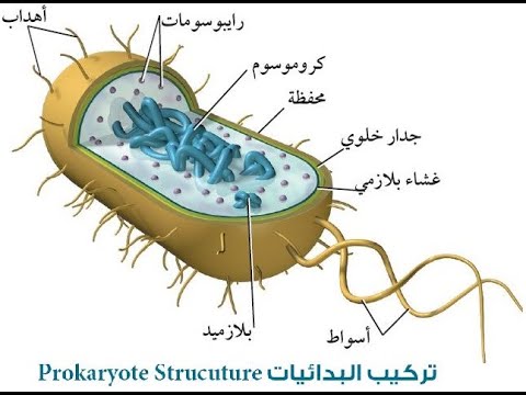 البكتيريا