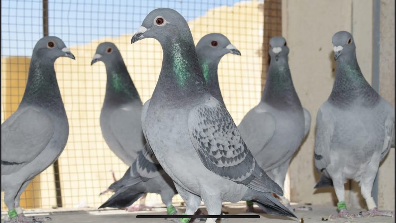 Racing Pigeons of MN Loft | Kalapati | Racer Pigeon - YouTube