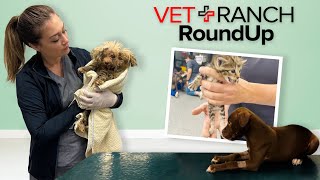 Horrific Case of Neglect on Vet Ranch RoundUp by Vet Ranch RoundUp 22,593 views 2 years ago 19 minutes
