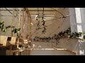 Releasing finches and canaries in aviary (fascinating view) 🐦🐦🐦