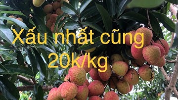 Giá vải U Hồng tại một số điểm cân tại Lục Ngạn -Bắc Giang  27/5/2023 dương lịch