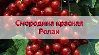 Смородина красная Ролан  Обзор: посадка и уход. крупномеры, саженцы: описание и особенности