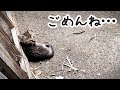 あの時、保護できなかった子猫のこと