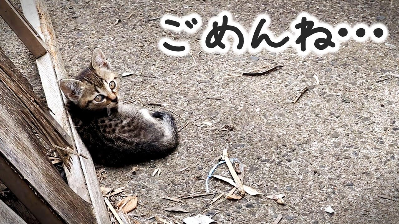 あの時、保護できなかった子猫のこと - YouTube