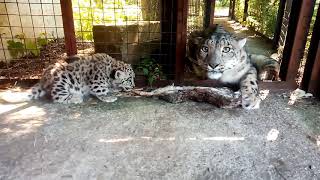 Snow leopard cub snarl off