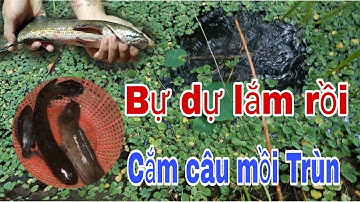 P21 - cắm câu cá lóc cá trê đồng bằng mồi trùn bao nhậy - how to trap fish