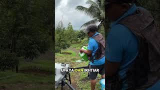 Lakukan Cara Ini Biar Buah Durian Mu Tetap Nyentang Meskipun Sedang Musim Hujan aakadu  pertanian