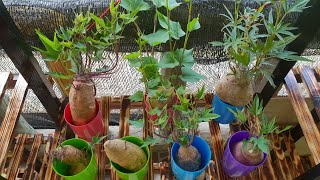 Sprouting sweet potatoes in water 2021/ Sprouting sweet potatoes for planting