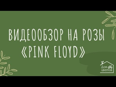 Видео обзор на