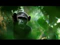 Fire of chimpanzees | Crickette Sanz & Dave Morgan | TEDxGatewayArch