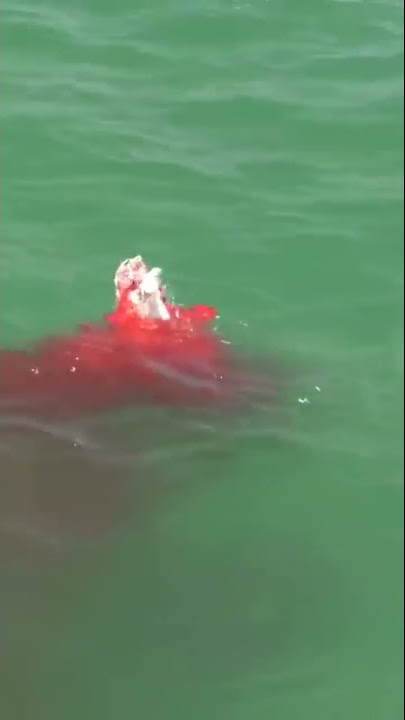 Bloody Hammerhead Shark Attack