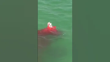 Bloody Hammerhead Shark Attack 