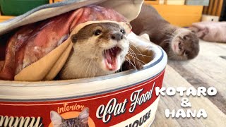 ぽっちゃりしすぎてケンカ最強になってしまったカワウソハナ Chubby Otter Grappling Techniques