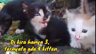 Empat anak kucing nangis, teriak2 nyari induknya@lilyivocatfamily