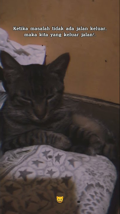 story wa lucu || story wa kata-kata || story w.a keren || #storywa #kucing #cat