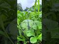 🍃”“In the silence of nature, I found my soul #viral #naturevideography #shortfeed