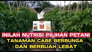 Part 8 : WAKTU YANG TEPAT APLIKASI PUPUK MKP + KNO3 PUTIH UNTUK PEMBUNGAAN DAN PEMBUAHAN  CABE