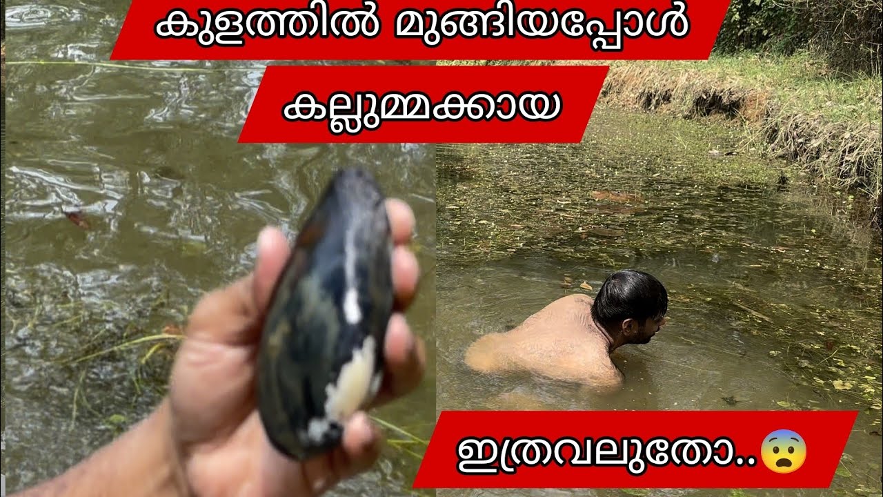 കുളത്തിൽ മുങ്ങിയപ്പോൾ കല്ലുമ്മക്കായ | fishing | pond fishing | mussels | kallummakkaya | kakka | 