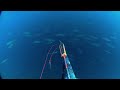 Rainbow Runner fish Big school