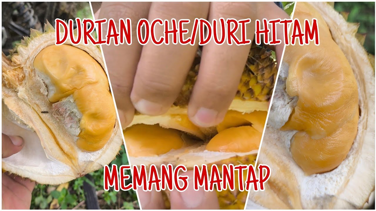 Durian Oche Duri Hitam Berbuah di Pendolo Sulawesi Tengah #durian #durihitam #oche