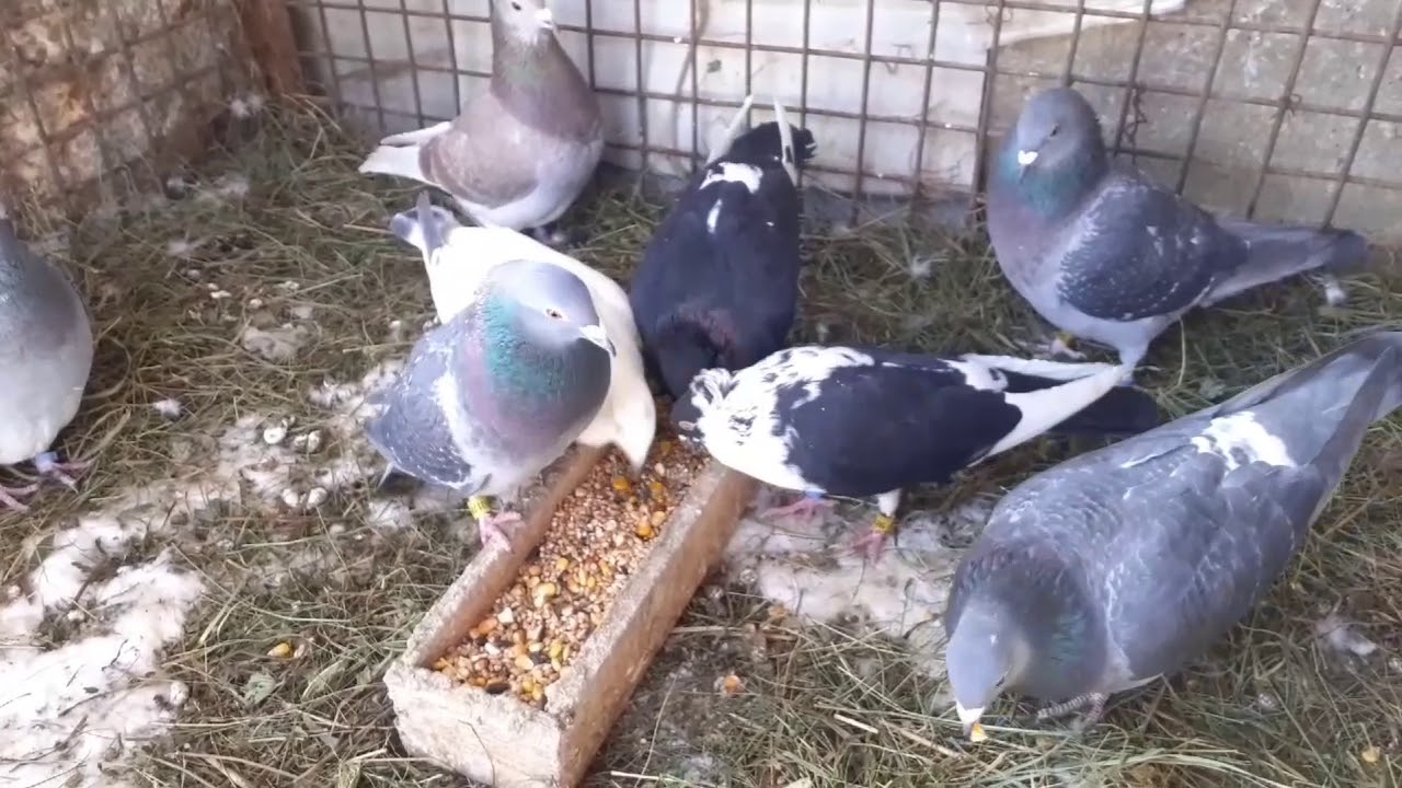 Împerecherea la porumbei pe 2020!!❤❤