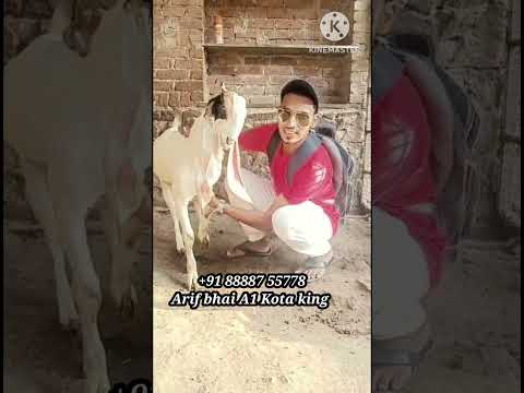 Top quality Kota female Arif bhai A1 Kota king from kokan alibag