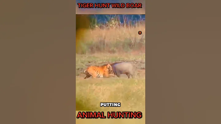 TIGER HUNT WILD BOAR AND GOES BY CROCODILE #wildlife #animals