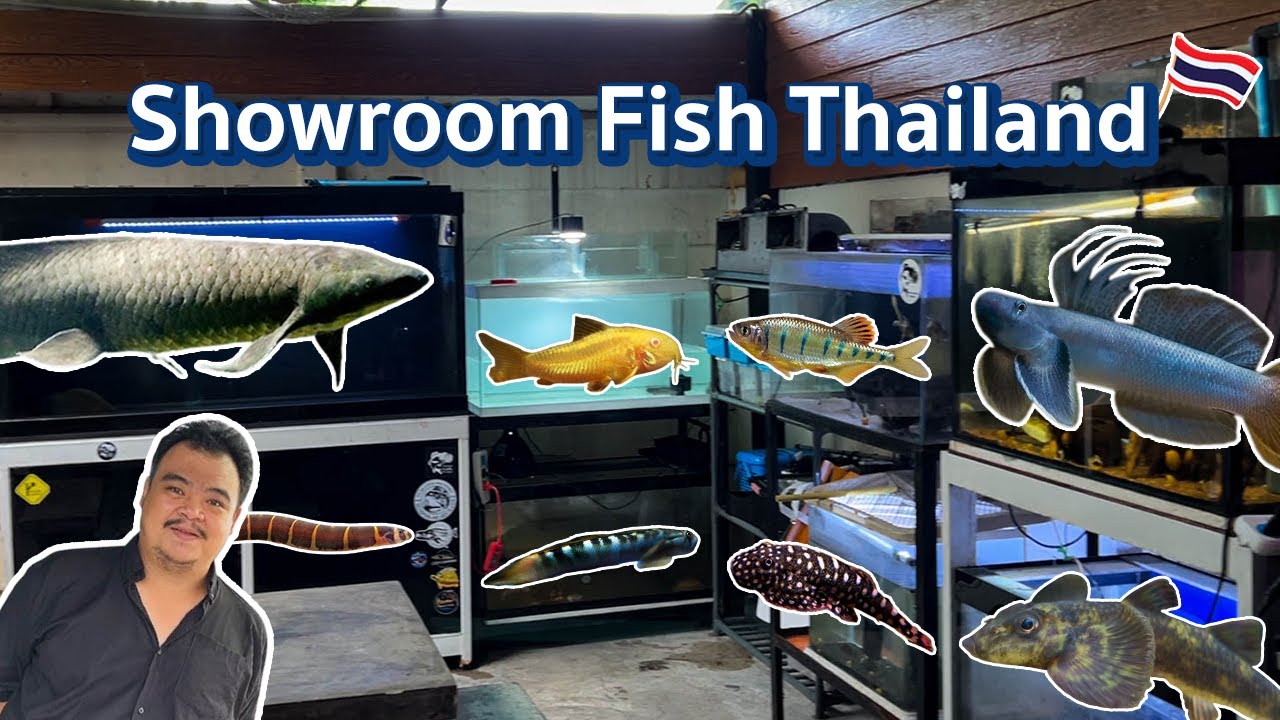พี่อนุพงษ์แห่ง Showroom Fish Thailand | เปิดบ้านคนรักปลา EP.1 🐟