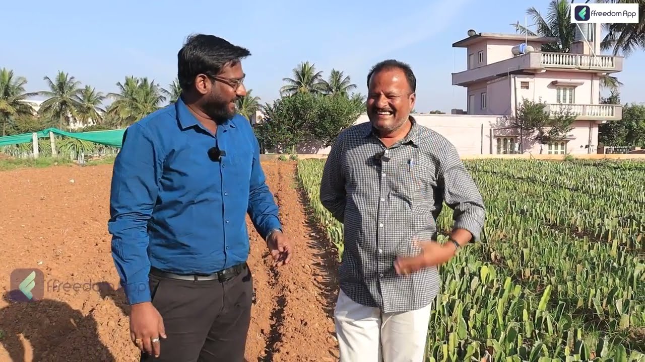 Dragon Fruit Farming in Telugu - How To Start a Dragon Fruit Nursery Business | Part 4 | Kowshik